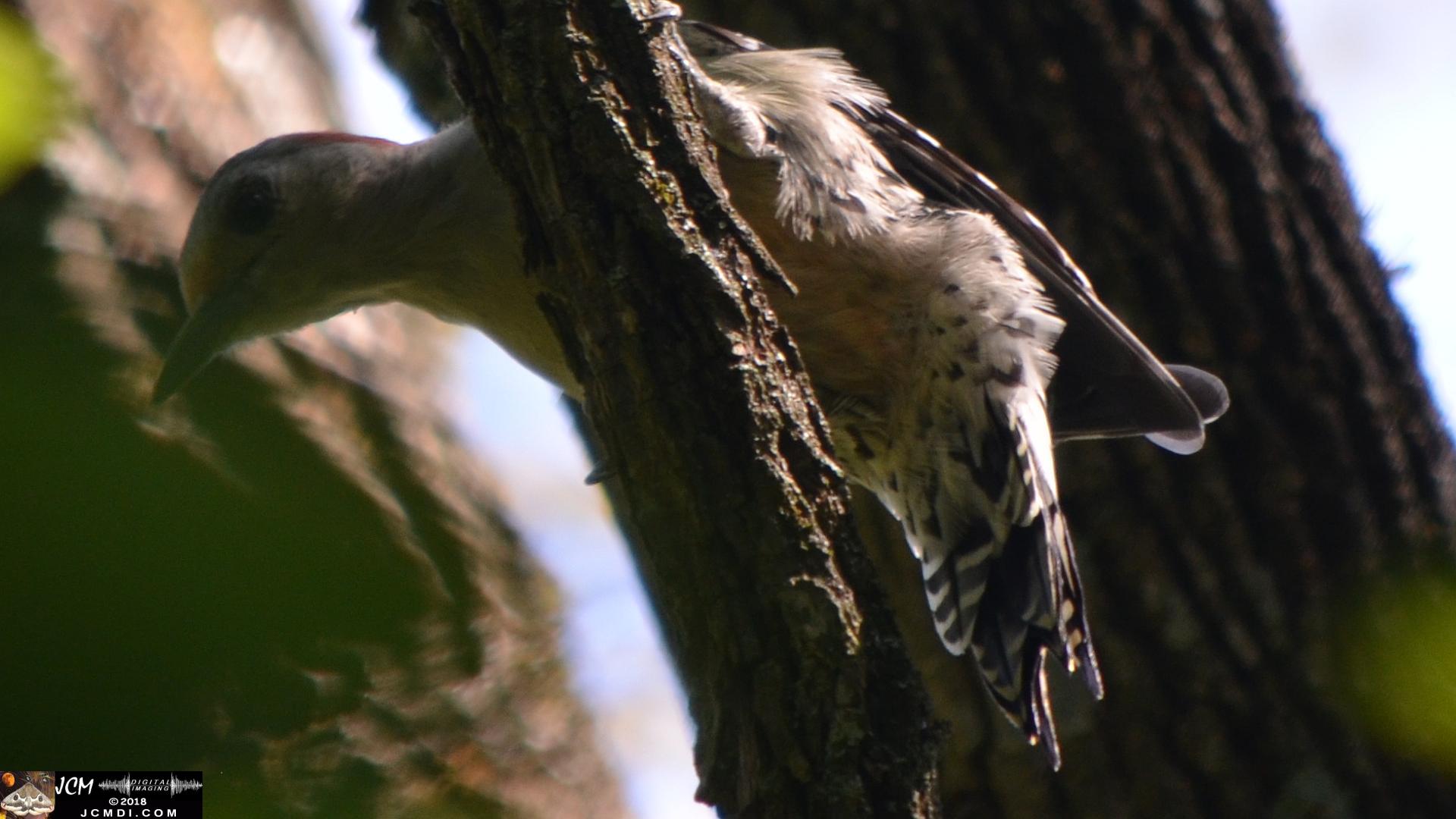 A Woodpecker at Old Hickory Lake.jpg